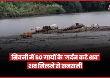 Seoni News: नदी और जंगल में 50 से अधिक गायों के शव मिले, अधिकतर की गर्दन कटी हुई, गाँववाले हैरान, पुलिस जांच में जुटी