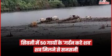 Seoni News: नदी और जंगल में 50 से अधिक गायों के शव मिले, अधिकतर की गर्दन कटी हुई, गाँववाले हैरान, पुलिस जांच में जुटी